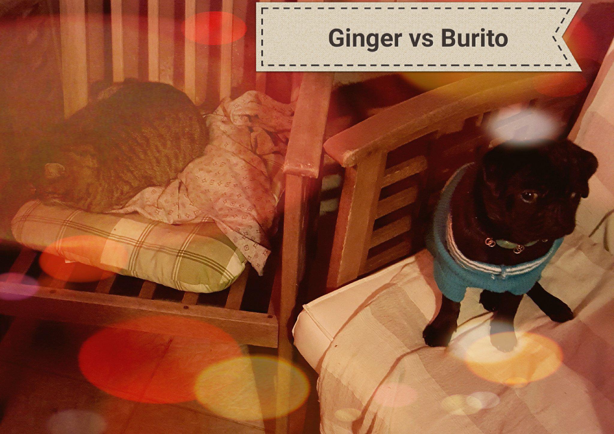 Puka (Pug-urezada episodul 2)