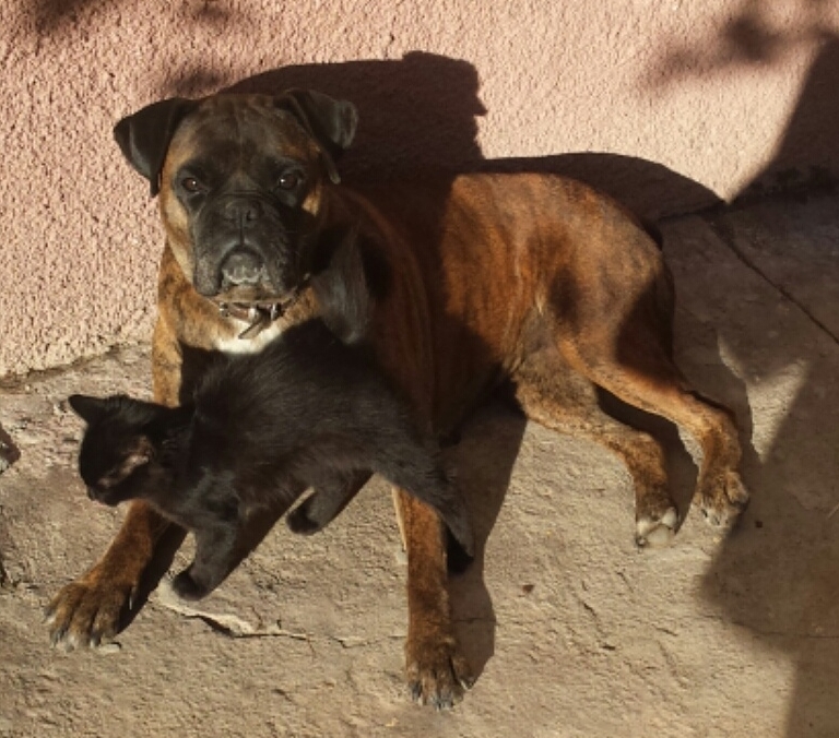 Una (Pug-urezada episodul 3)