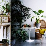 Hobby. Plante. Filodendron