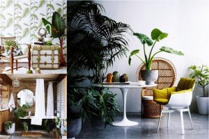 Hobby. Plante. Filodendron