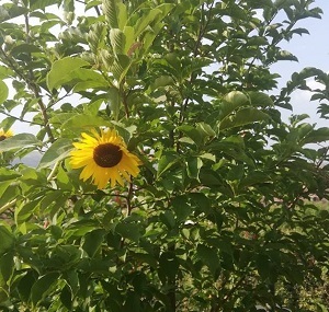 LIMBAJUL FLORILOR. Ce semnifică florile pe care le primești și le faci cadou. Hobby – plantele